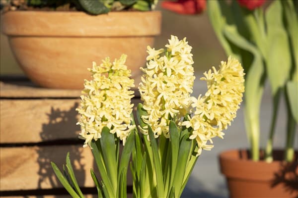 Hyacinthus orientalis 'Gipsy Princess'