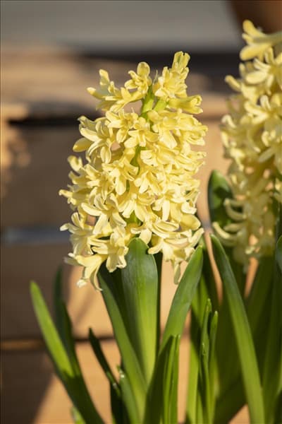 Hyacinthus orientalis 'Gipsy Princess'