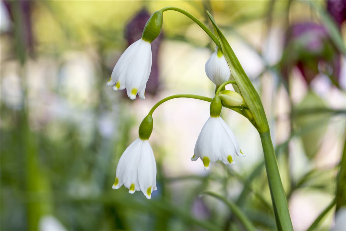 Leucojum aestivum