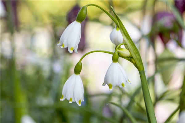 Leucojum aestivum