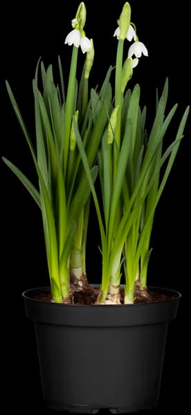 Leucojum vernum