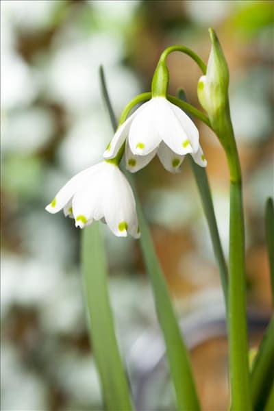 Leucojum aestivum