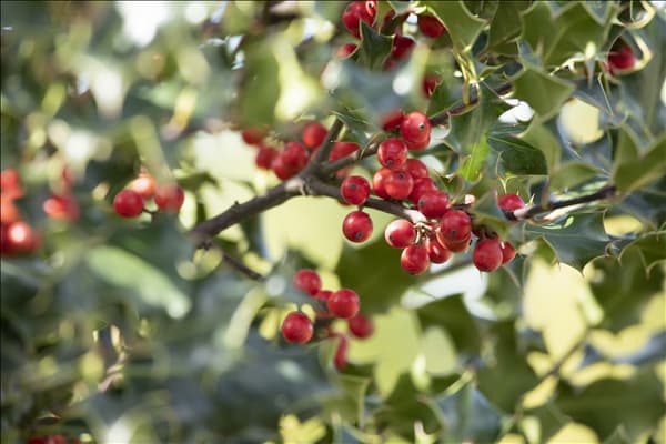 Ilex aquifolium 'Alaska'