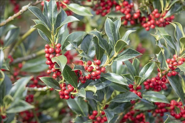 Ilex aquifolium 'Alaska'