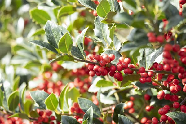 Ilex aquifolium 'Alaska'
