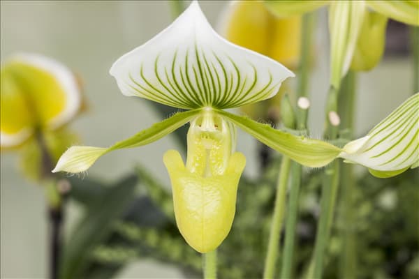 Paphiopedilum