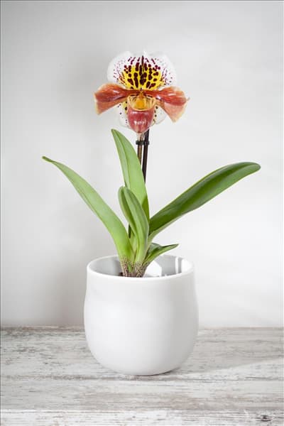 Paphiopedilum