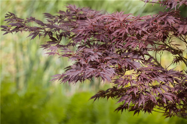 Acer palmatum