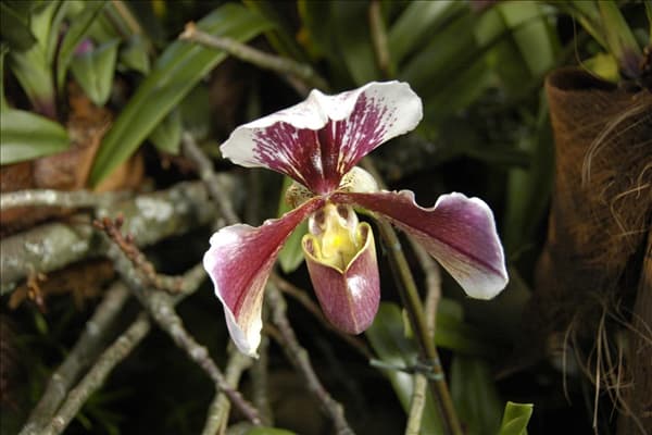 Paphiopedilum