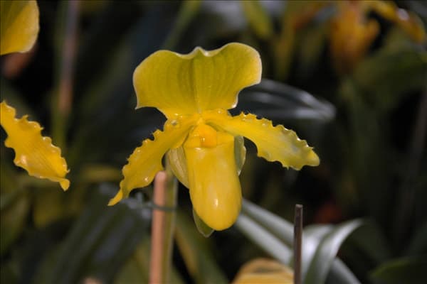 Paphiopedilum