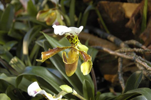 Paphiopedilum