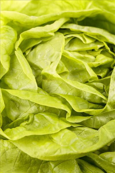 Lactuca sativa var. capitata