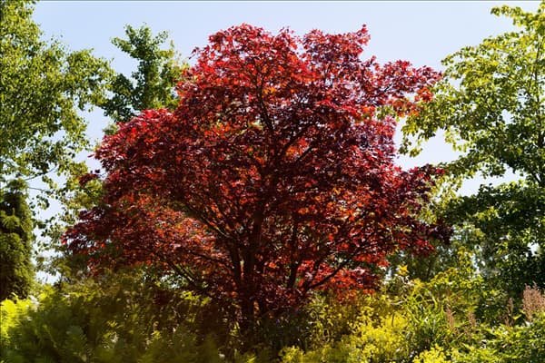 Acer palmatum 'Atropurpureum'