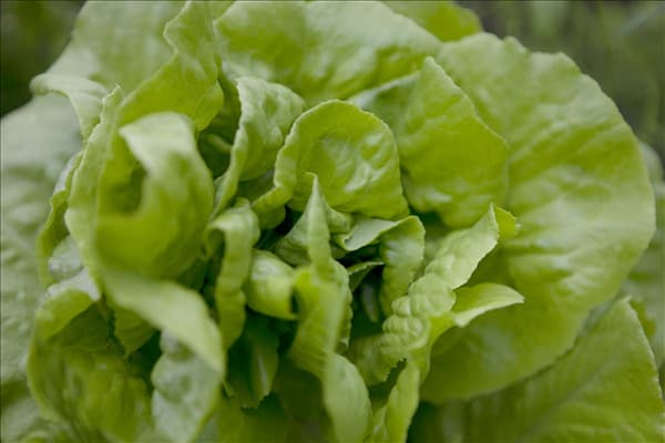 Lactuca sativa var. capitata