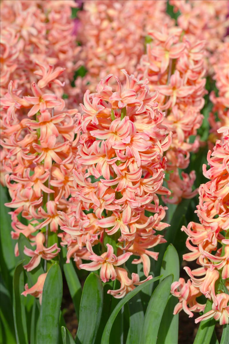 Hyacinthus orientalis 'Gipsy Queen'