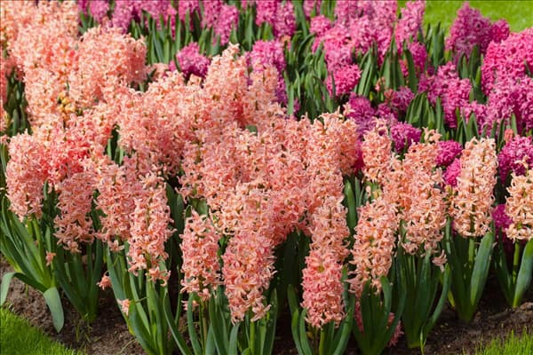 Hyacinthus orientalis 'Gipsy Queen'
