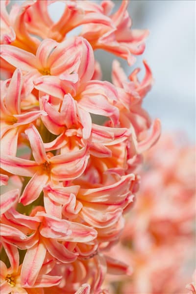Hyacinthus orientalis 'Gipsy Queen'