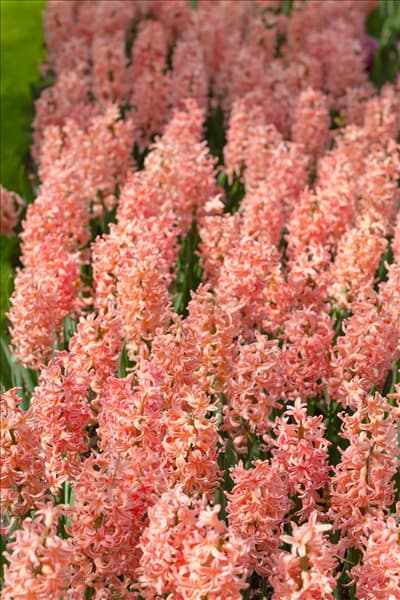 Hyacinthus orientalis 'Gipsy Queen'