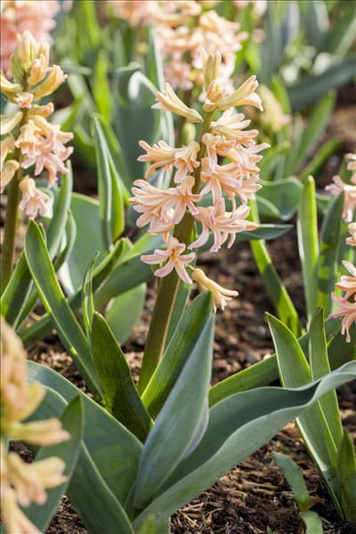 Hyacinthus orientalis 'Gipsy Queen'