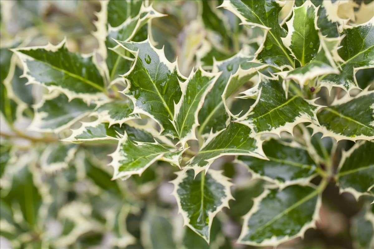 Ilex aquifolium 'Argentea Marginata'
