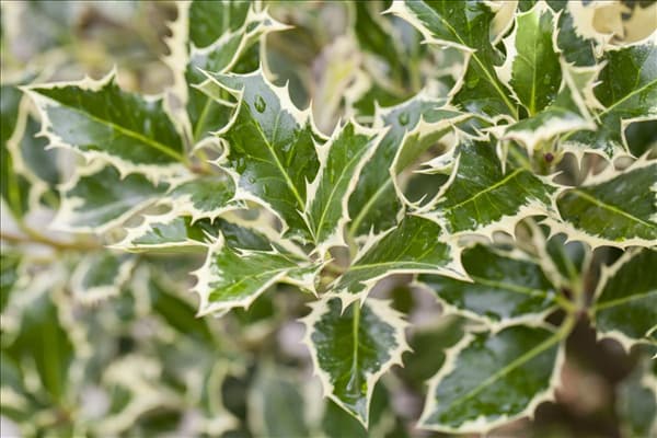 Ilex aquifolium 'Argentea Marginata'