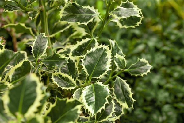 Ilex aquifolium 'Argentea Marginata'