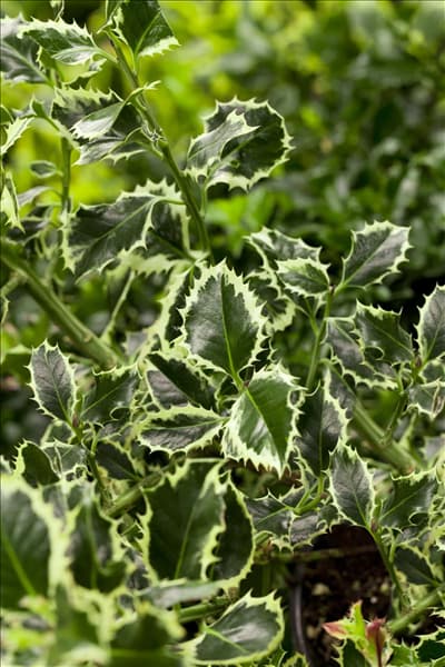 Ilex aquifolium 'Argentea Marginata'