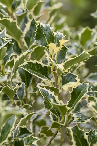 Ilex aquifolium