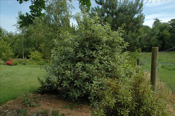 Ilex aquifolium 'Argentea Marginata'