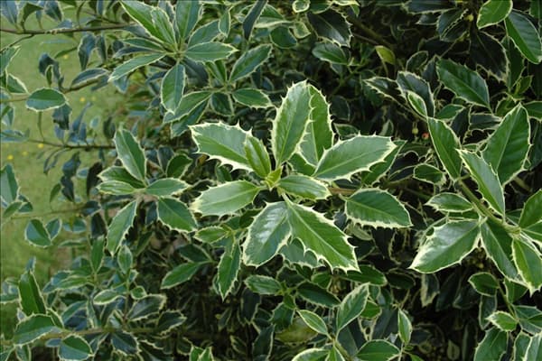 Ilex aquifolium 'Argentea Marginata'