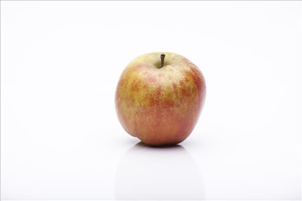 Malus domestica 'Holsteiner Cox'