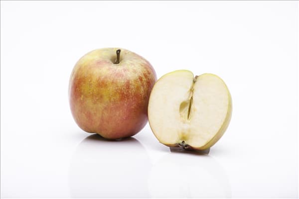 Malus domestica 'Holsteiner Cox'