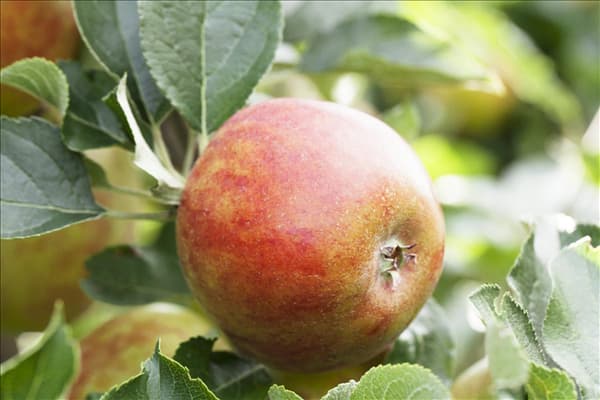 Malus domestica 'Holsteiner Cox'