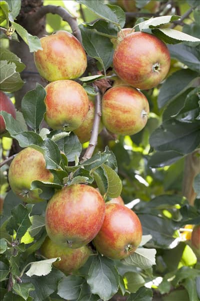 Malus domestica 'Holsteiner Cox'