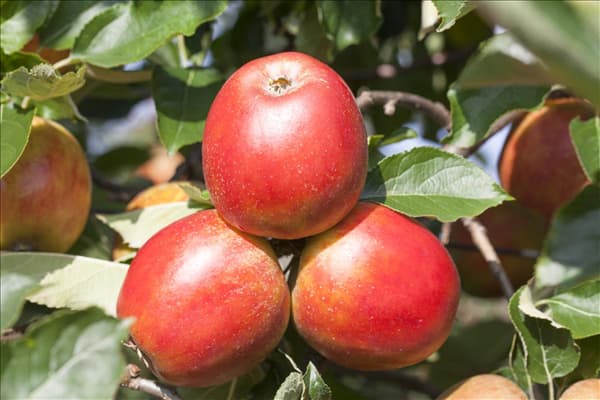 Malus domestica 'Holsteiner Cox'