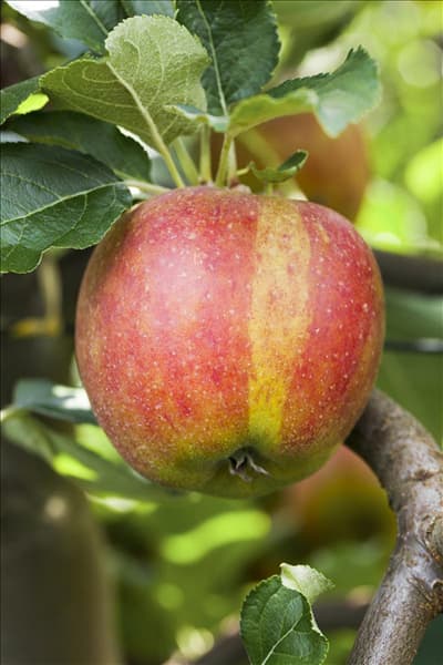 Malus domestica 'Holsteiner Cox'