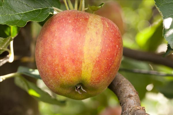 Malus domestica 'Holsteiner Cox'