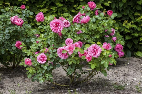 Rosa, rosa