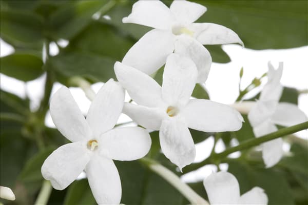 Jasminum polyanthum