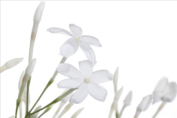 Jasminum polyanthum