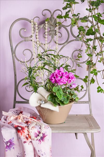 Cyclamen 'Midi Wella'