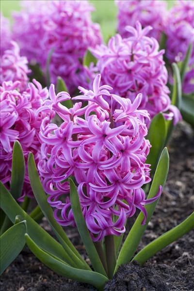 Hyacinthus orientalis 'Pink Pearl'