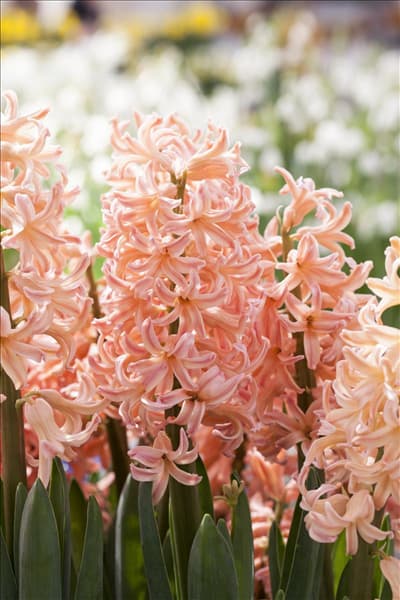 Hyacinthus orientalis 'Pink Pearl'
