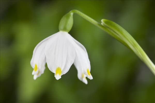 Leucojum vernum