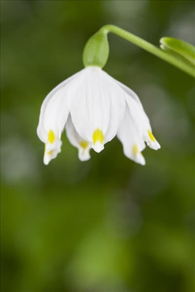 Leucojum vernum