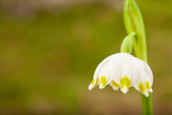 Leucojum vernum