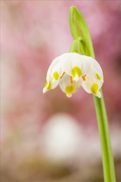 Leucojum vernum