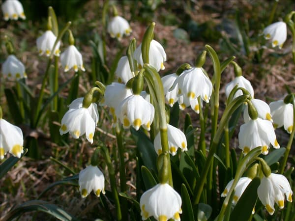 Leucojum vernum
