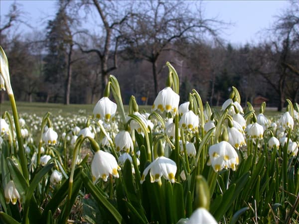 Leucojum vernum