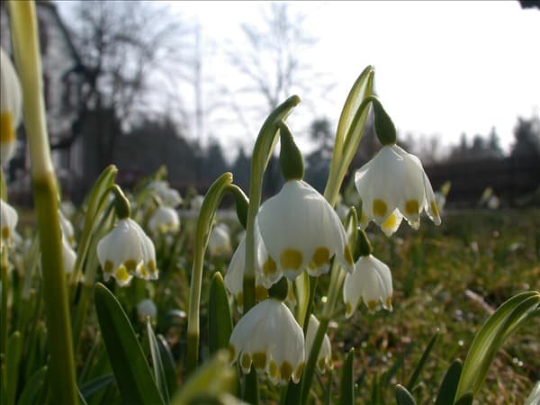 Leucojum vernum